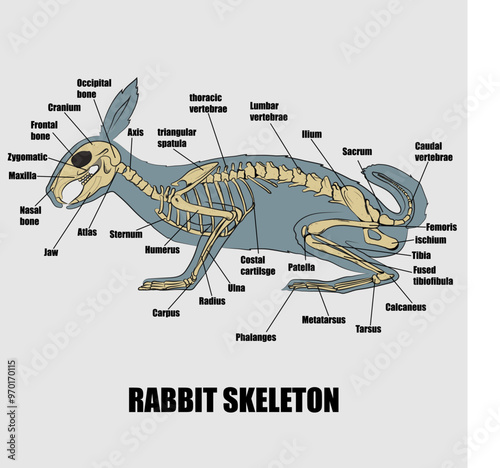 Rabbit skeleton, bone parts executed.