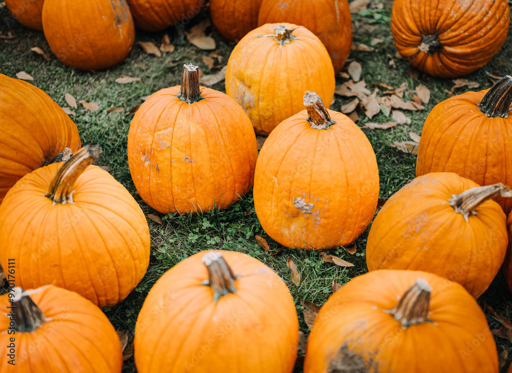 Pile of pumpkins on grass with fall leaves Pile of pumpkins on grass with fall leaves