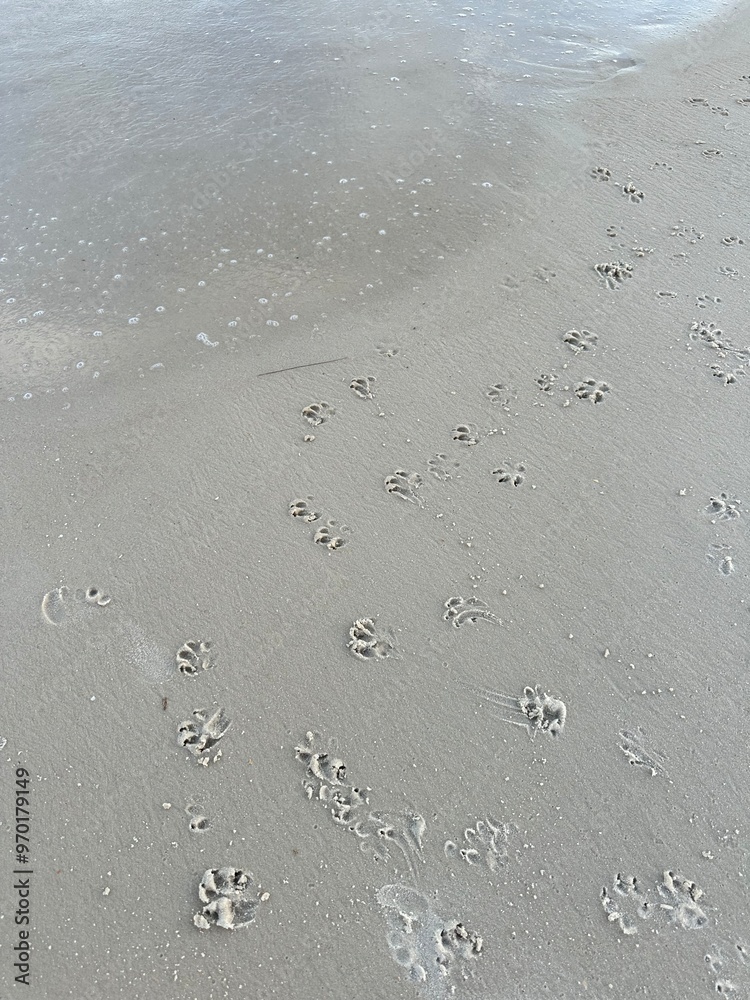 Dog Paw Prints on Beach Dog Paw Prints on Beach