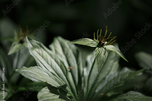 Paris quadrifolia. Blooming grass Paris. Flower close-up of the poisonous plant, herb-paris or the knot of true lovers. Crow's eye or raven eye, poisonous berry photo