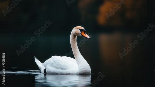 A swan wearing a witch s hat, gliding over a glowing, enchanted lake, swan witch costume, elegant sorcery photo