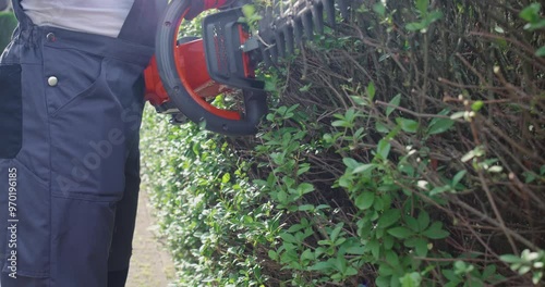 Wallpaper Mural Close up of male gardener in uniform trimming hedge with hand electric cutter during summer time. Strong man having manual work with plants outdoors. Torontodigital.ca