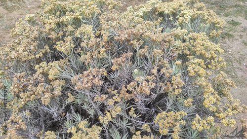 Beauty edelweis flower, Alun-alun Surya Kencana photo