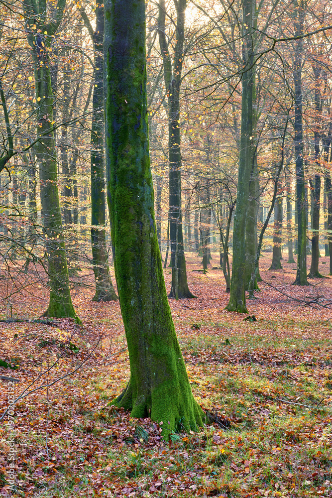 Fototapeta premium Autumn, countryside and forest with landscape as wallpaper, background for trip, adventure or travel. Holiday, vacation and trees in environment or woods for textures for nature, peace or calm in USA