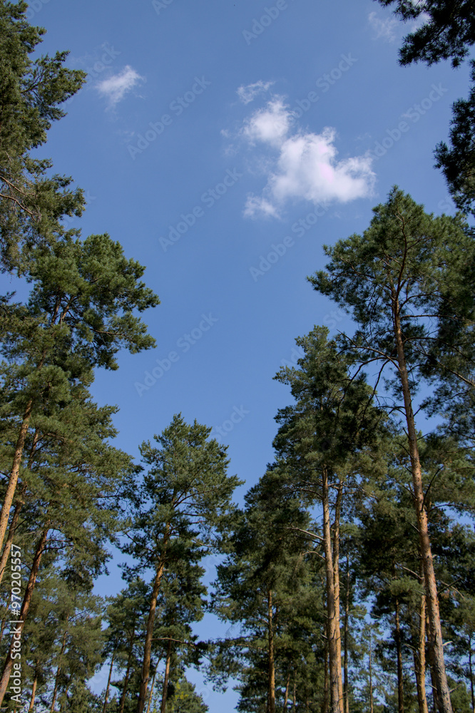 pine trees