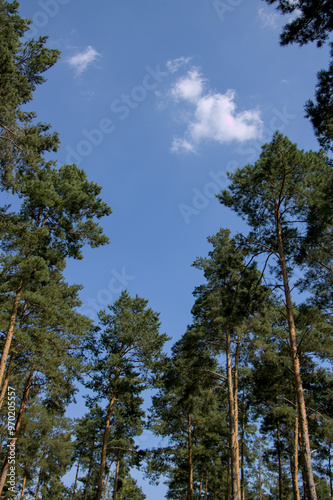 Obraz na płótnie pine trees w salonie