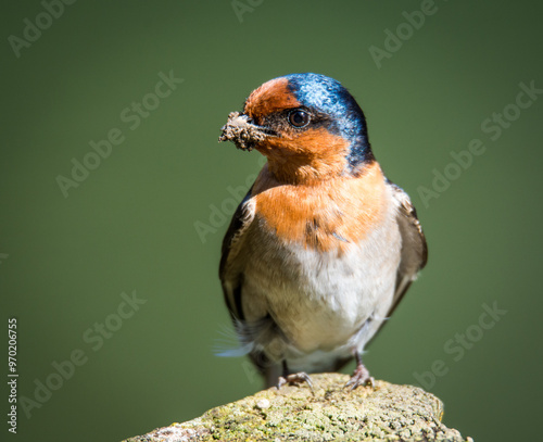 swallow with mouth full of mud for nest building isolated against out of focus background photo