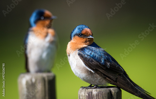 pair of swallows isolated against out of focus background photo