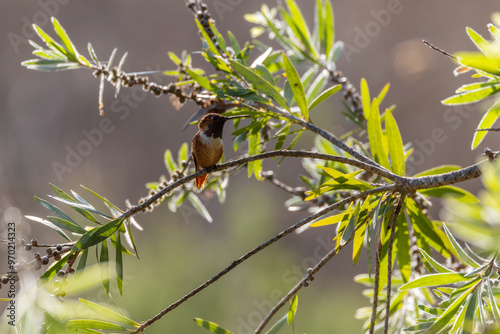 Hummingbirds