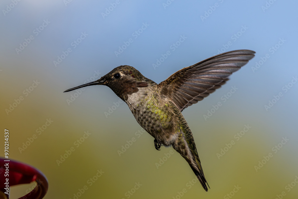 Obraz premium Butterfly