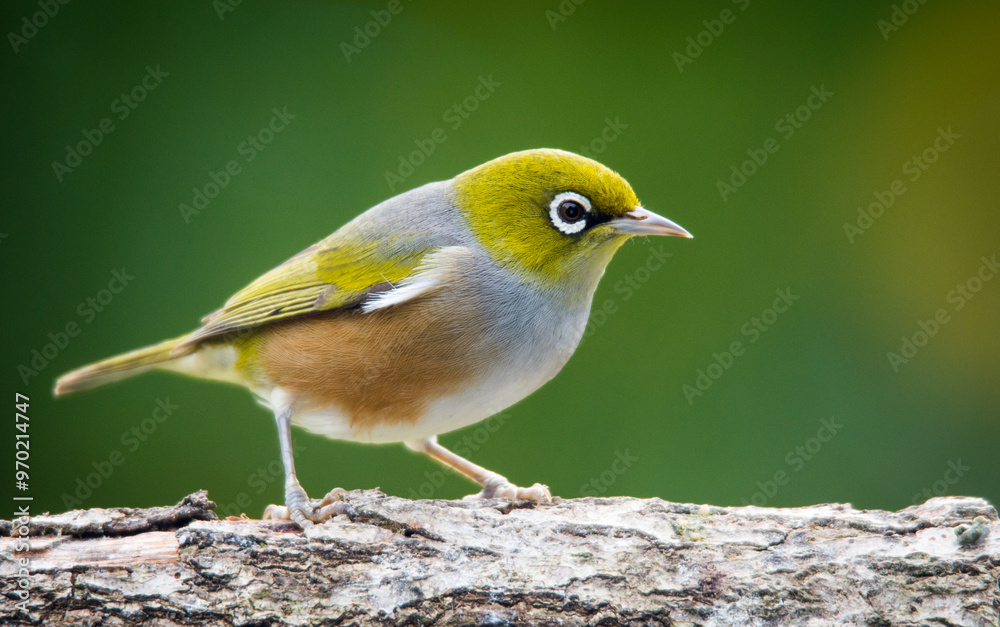 Silvereye or wax eye perched on branch isolated against out of focus background Silvereye or wax eye perched on branch isolated against out of focus background