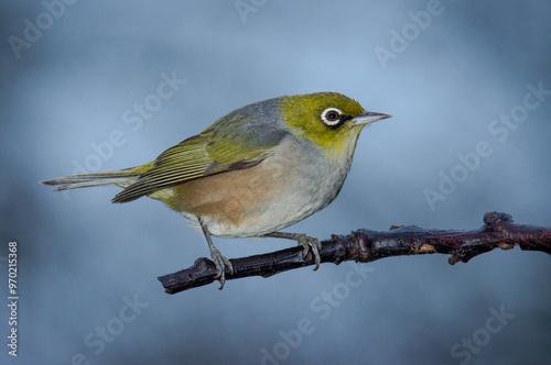 Silvereye or wax eye perched on branch isolated against out of focus background photo