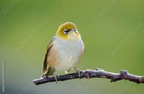 Silvereye or wax eye perched on branch isolated against out of focus background photo