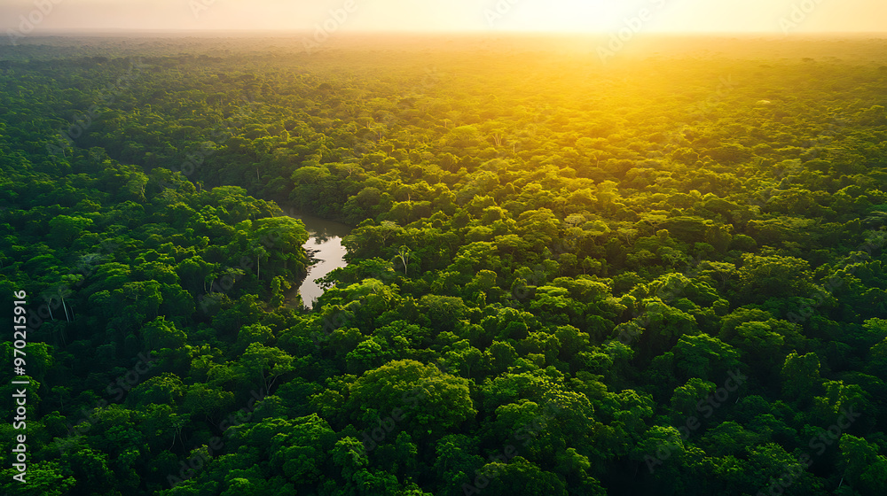 Aerial view of the Amazon rainforest, showcasing the immense expanse of greenery and variety of flora Aerial view of the Amazon rainforest, showcasing the immense expanse of greenery and variety of flora