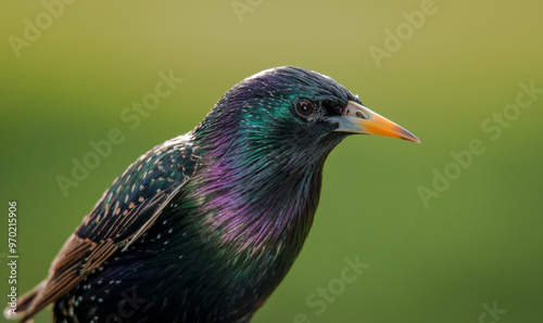 Foto closeup of  a starling in its winter colors