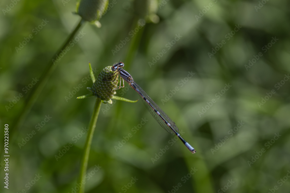 dragonfly dragonfly