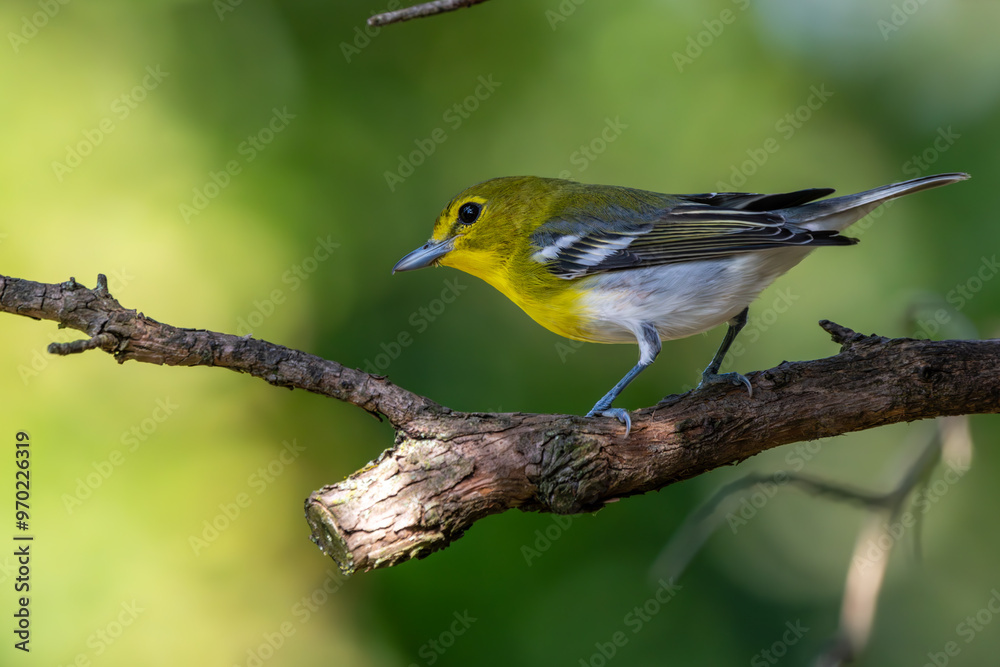 Obraz premium Yellow-throated vireo perched on a tree branch