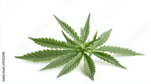 A leafy green marijuana plant with a white background