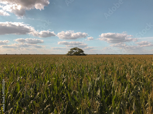 Campo argentino  photo