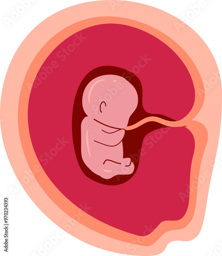 Human embryonic development Illustration 