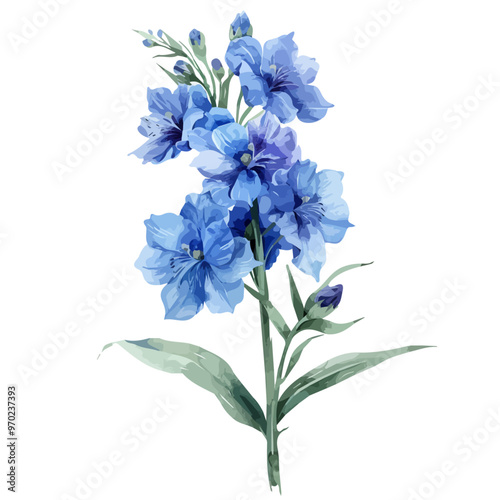 Watercolor painting of Delphinium flower, isolated on a white background, and Delphinium vector