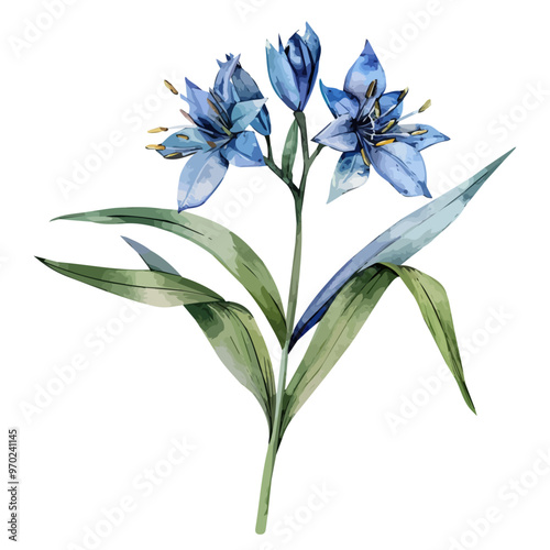 Watercolor painting of dianella flower, isolated on a white background, and dianella vector photo