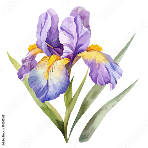 Watercolor vector of Iris flower, isolated on a white background, and Iris vector