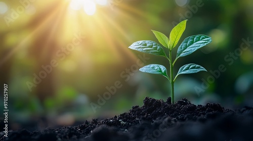 A Young Plant Sprouting Through Rich Soil in Sunlight