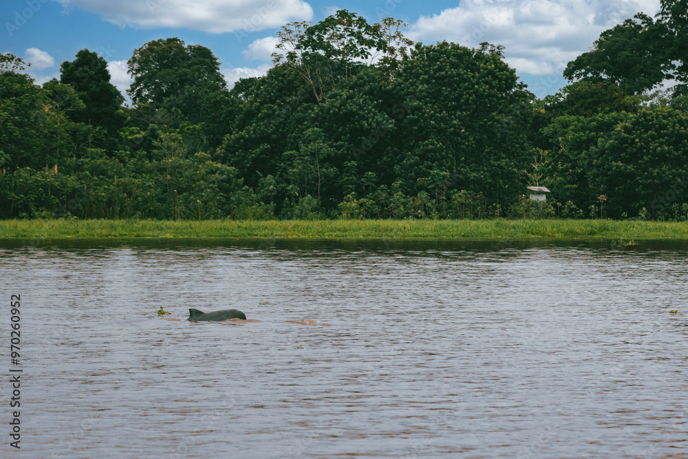 Landscape portraits on the amazon river and blue sky. Amazonas. 