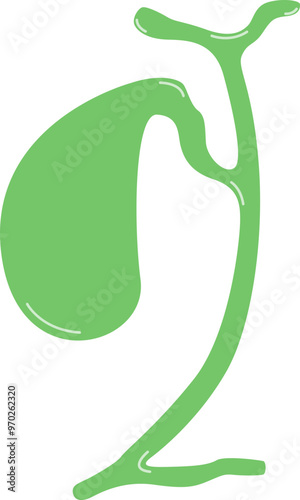 Human Gallbladder