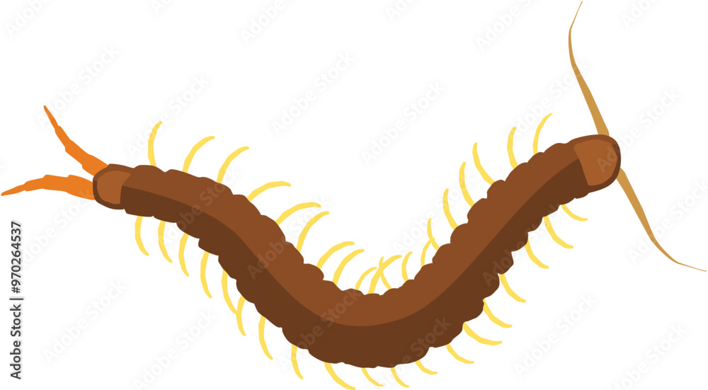 Obraz premium centipede