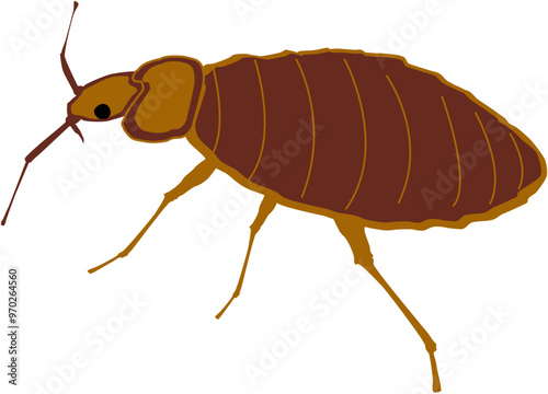 Bed bug insect