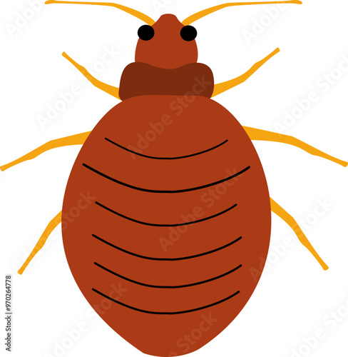 Bed bug insect