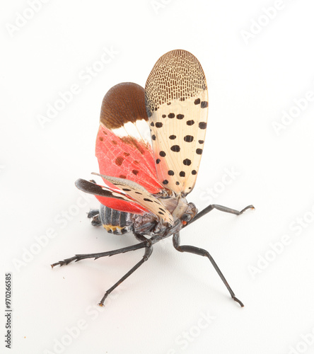 An invasive spotted lanternfly, Lycorma delicatula, ready to jump with its wings spread.  The forewings are pink with black spots, and the hind wings are bright red, white and black.  photo