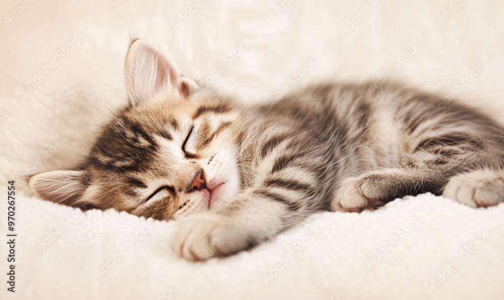 cat sleeping on a pillow-generative ai