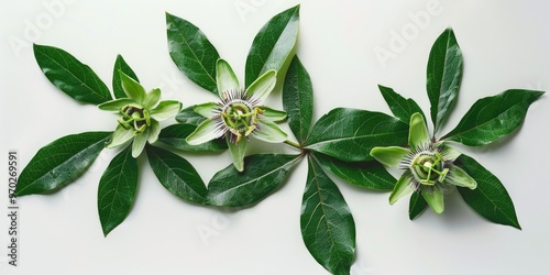 Passion flower's three-part leaves exhibit brown tips and edges due to insufficient watering, with rapid drainage impeding adequate moisture absorption. photo