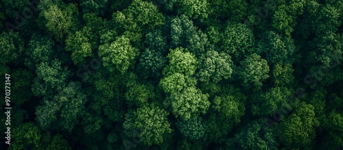 Aerial view of a dense forest canopy with lush green trees.