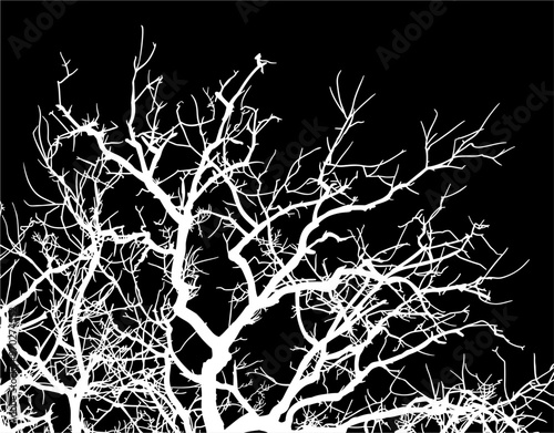 silueta arbol, arbusto, hojas, ramas, otoño, ilustracion, bosques, naturaleza, sequia, atmosfera