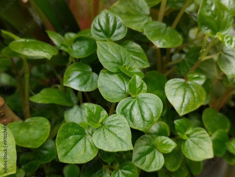 Chinese betel plants that grow well in plastic pots. Chinese betel leaves have many health benefits Chinese betel plants that grow well in plastic pots. Chinese betel leaves have many health benefits