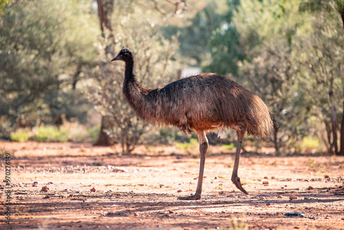 Emu in the Australian desert photo