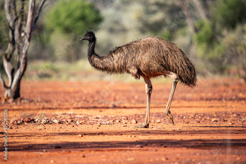 Cuadro en lienzo Emu in the Australian desert
