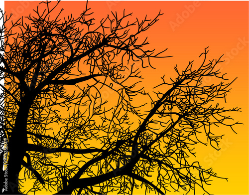 silueta arbol, arbusto, hojas, ramas, otoño, ilustracion, bosques, naturaleza, sequia, atmosfera