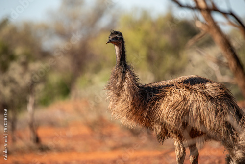 Emu in the Australian desert photo