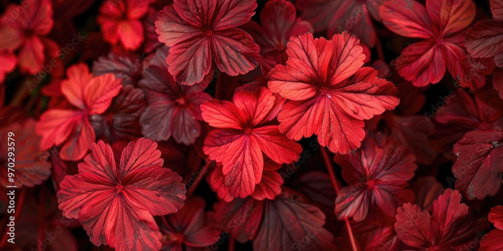Crimson Autumn-Hued Cranesbill Geranium Foliage Crimson Autumn-Hued Cranesbill Geranium Foliage