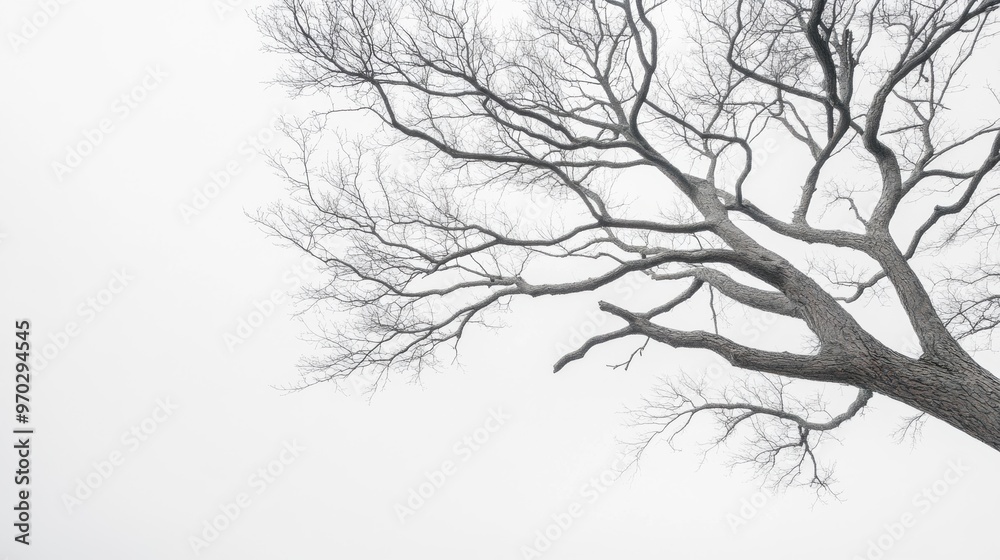 A striking display of bare branches stretches towards a pale white sky, highlighting winter's chill and the quiet of the season A striking display of bare branches stretches towards a pale white sky, highlighting winter's chill and the quiet of the season