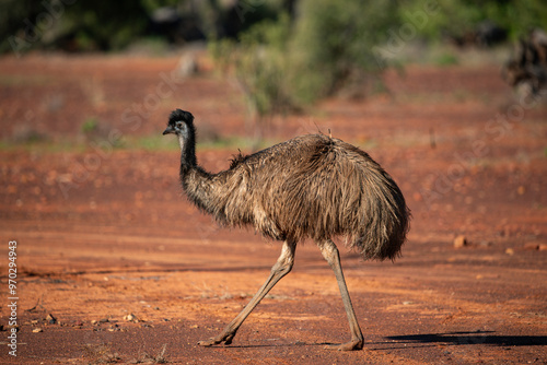 Emu in the Australian desert