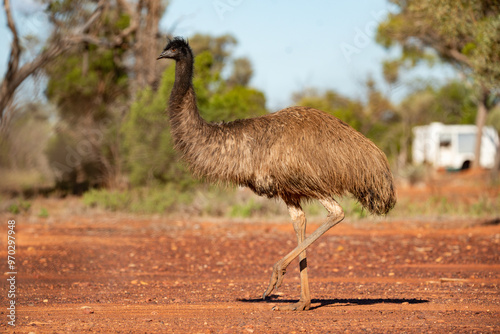 Emu in the Australian desert photo