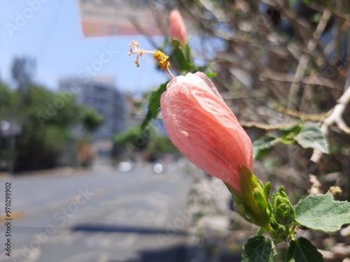 Pink flower, Flor de color rosa 469 photo