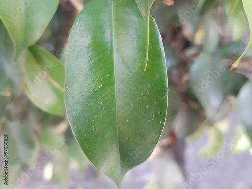 Close-up of leaves in the city, Acercamiento de hojas en la ciudad 477 photo