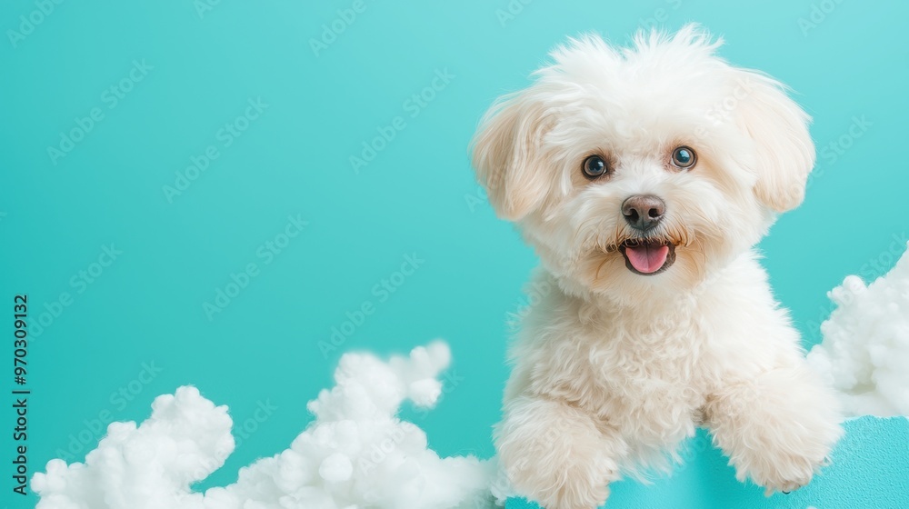 Happy White Dog in Clouds Against Turquoise Background Happy White Dog in Clouds Against Turquoise Background